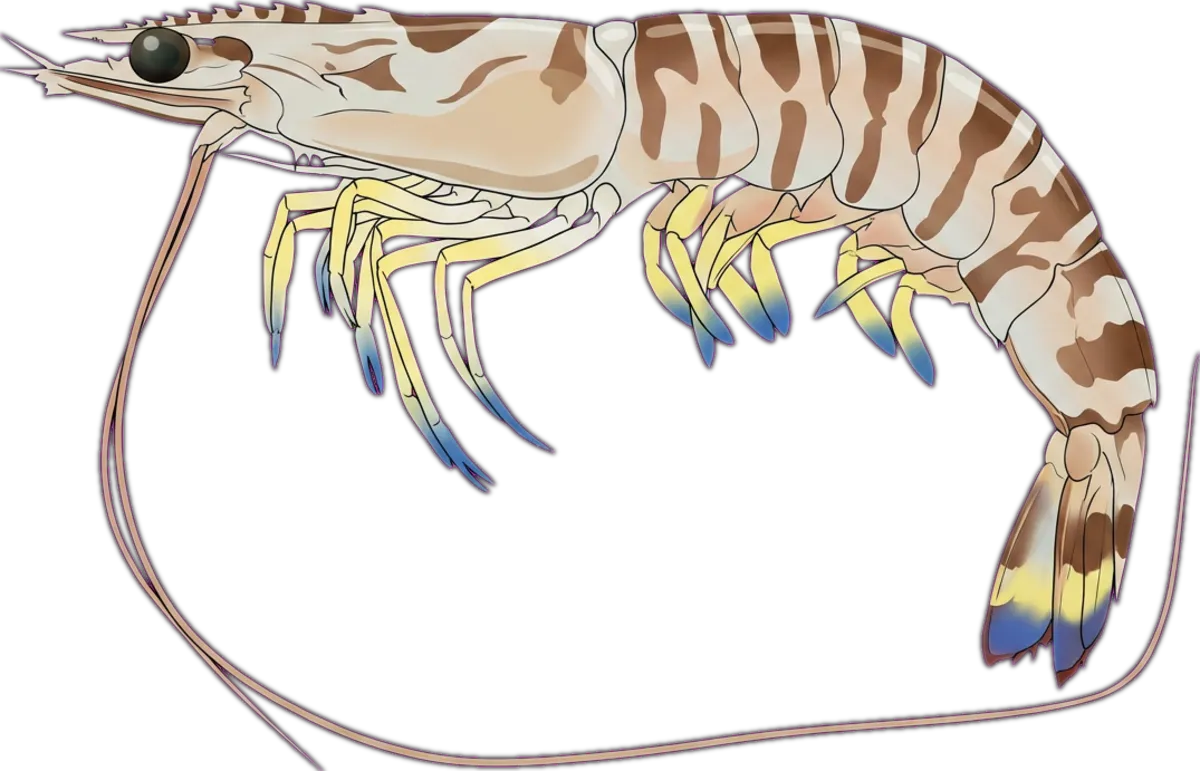 Kuruma Prawn illustration