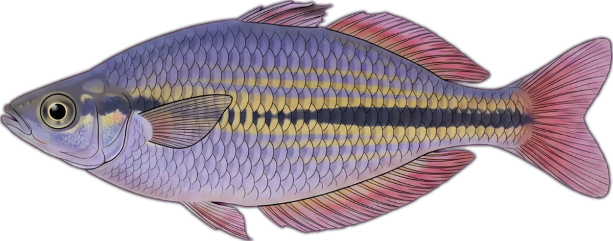 Lake Eacham Rainbowfish illustration