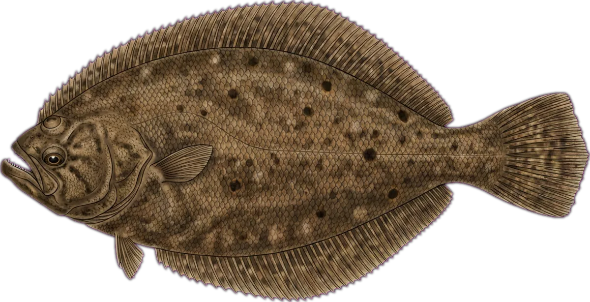 Large-toothed Flounder illustration