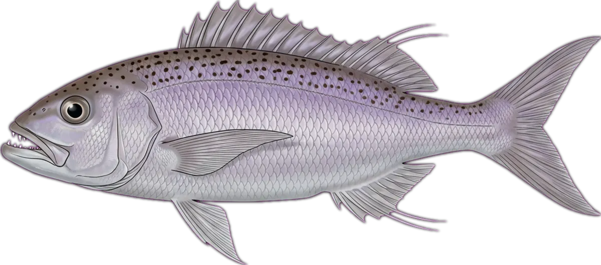 Lavender Jobfish illustration