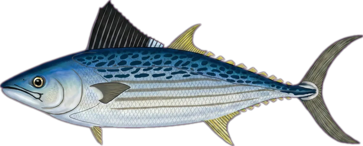 Watson's Leaping Bonito illustration