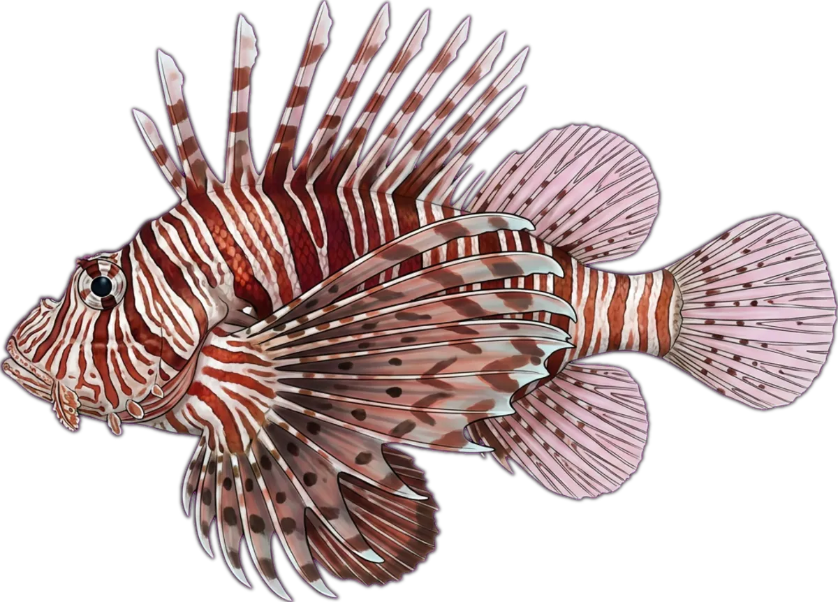 Red Lionfish illustration