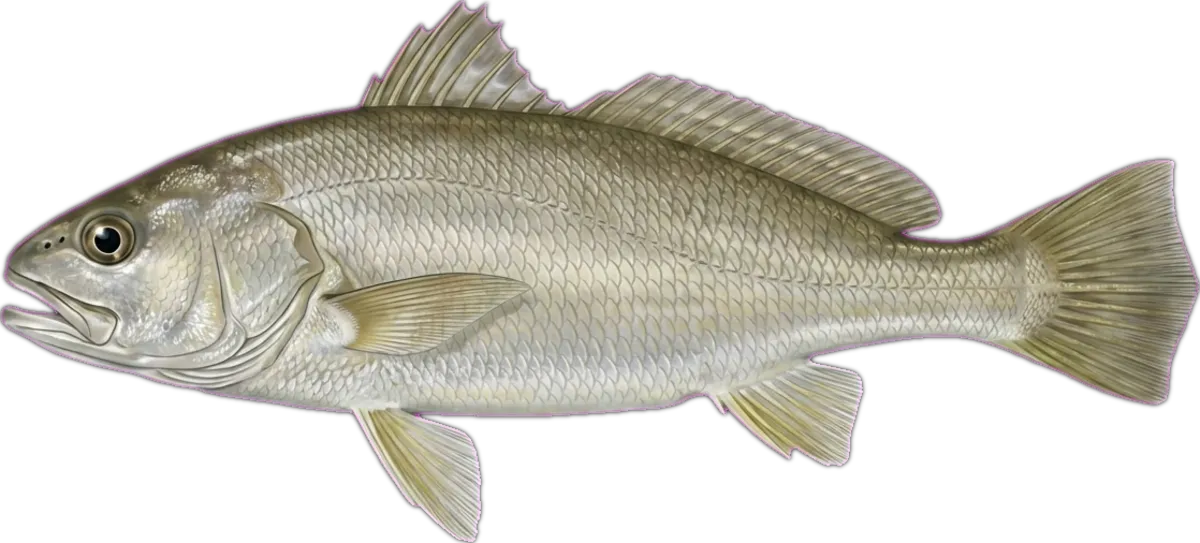Little Jewfish illustration