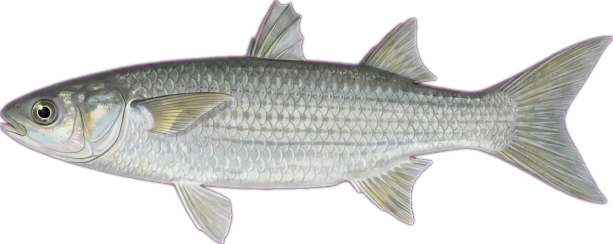Longarm Mullet illustration