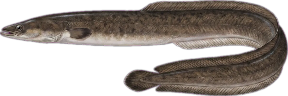 Longfin Eel illustration