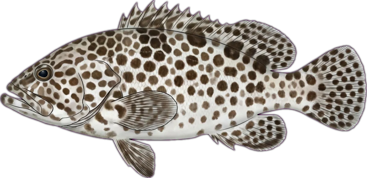 Longfin Rockcod illustration