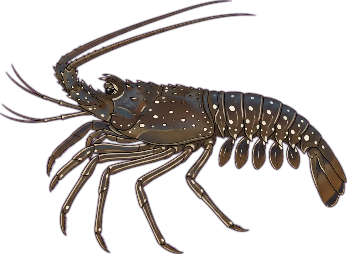 Longlegged Spiny Lobster illustration