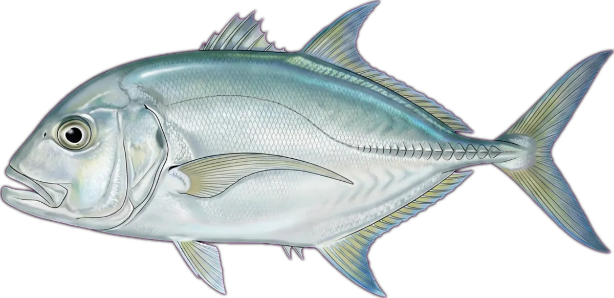 Longnose Trevally illustration