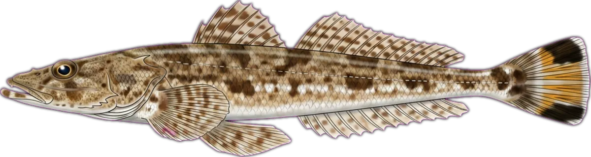 Longspine Flathead illustration