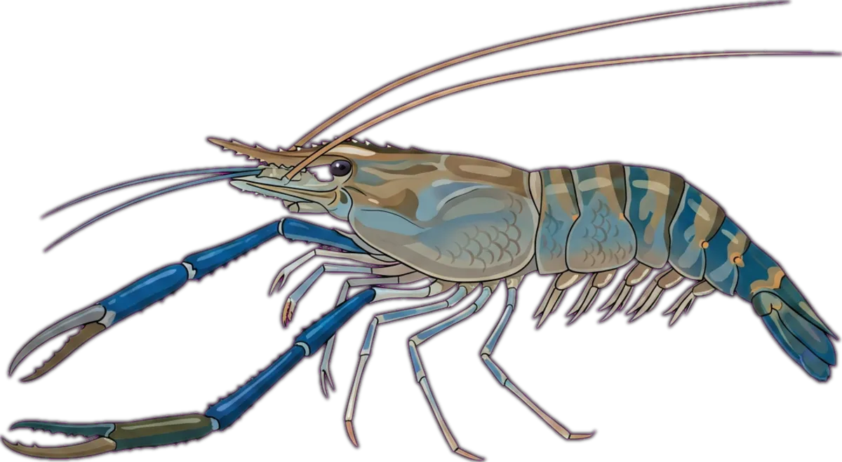 Long-armed River Prawn illustration