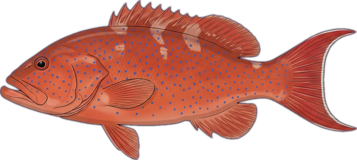 Lyretail Rockcod illustration