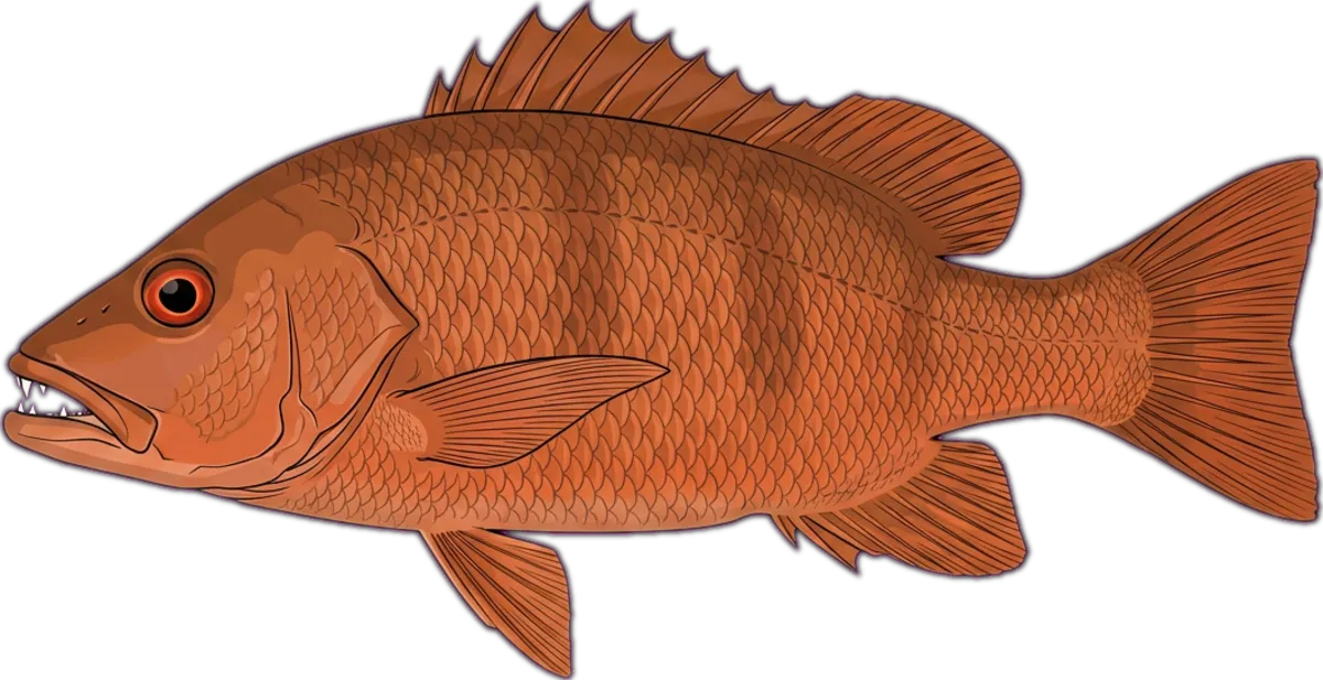 Mangrove Jack illustration