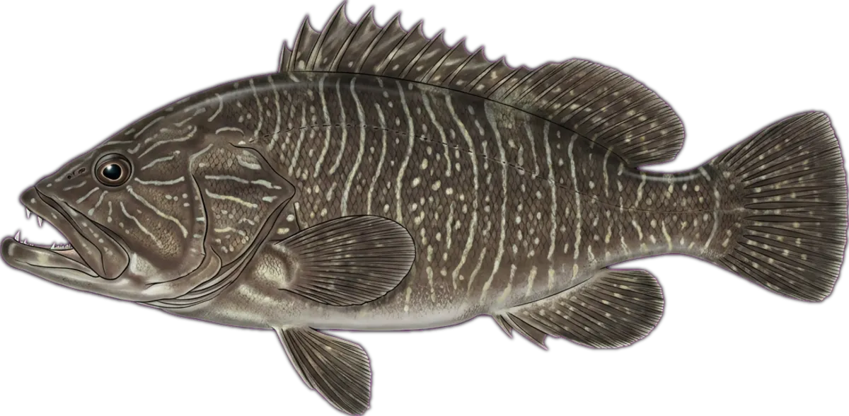 Maori Cod illustration