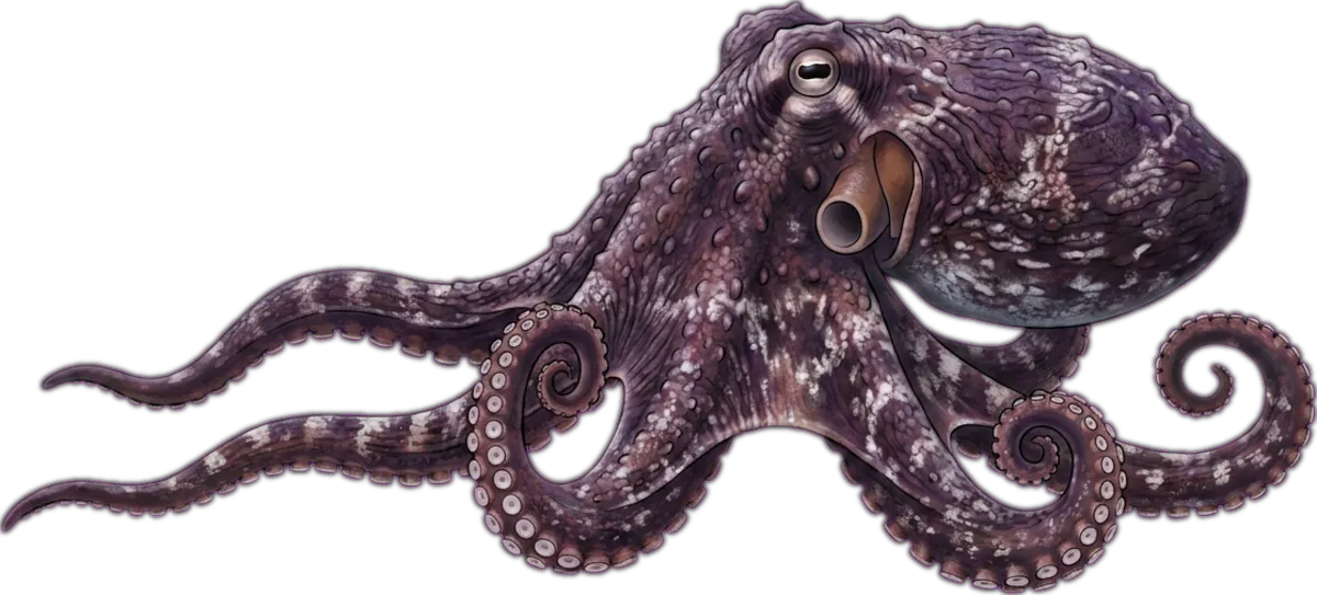 Maori Octopus illustration