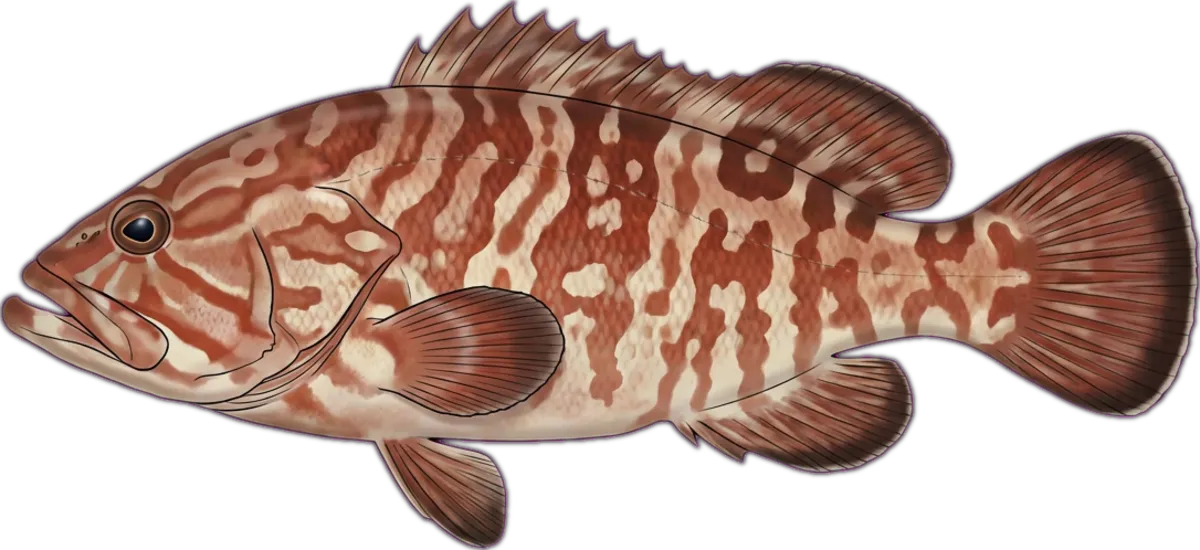 Maori Rockcod illustration