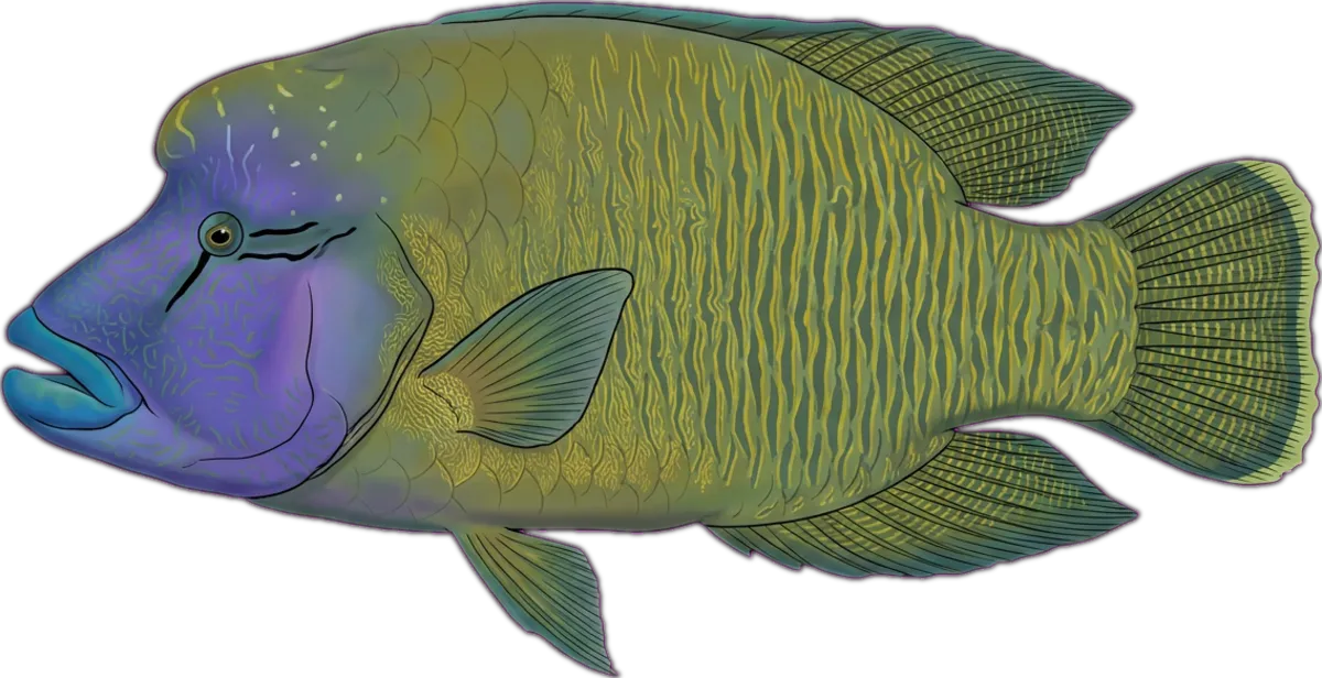 Maori Wrasse illustration