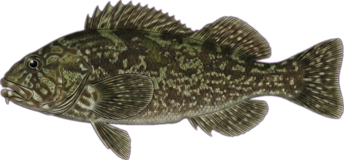 Marblefish illustration