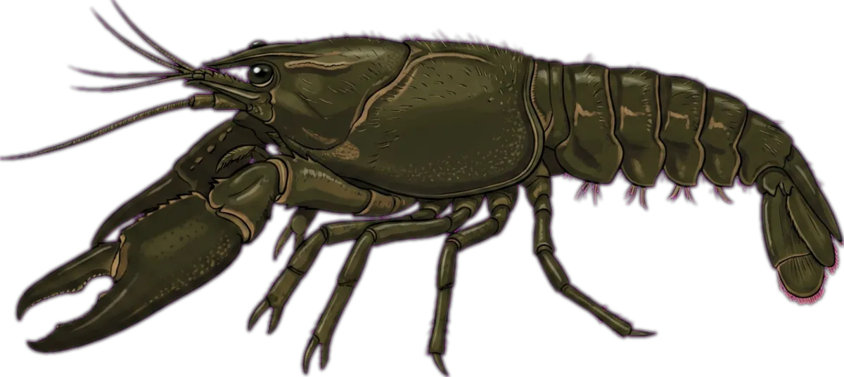 Margaret River Marron illustration