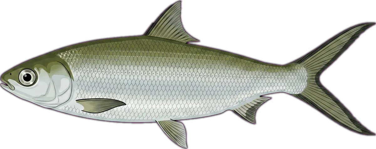 Milkfish illustration