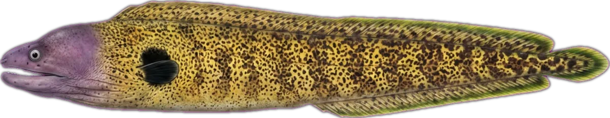 Yellow-edge Moray illustration