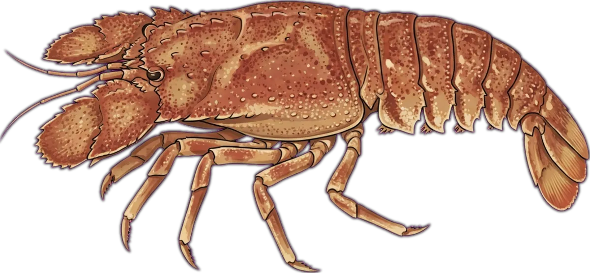 Moreton Bay Bug illustration