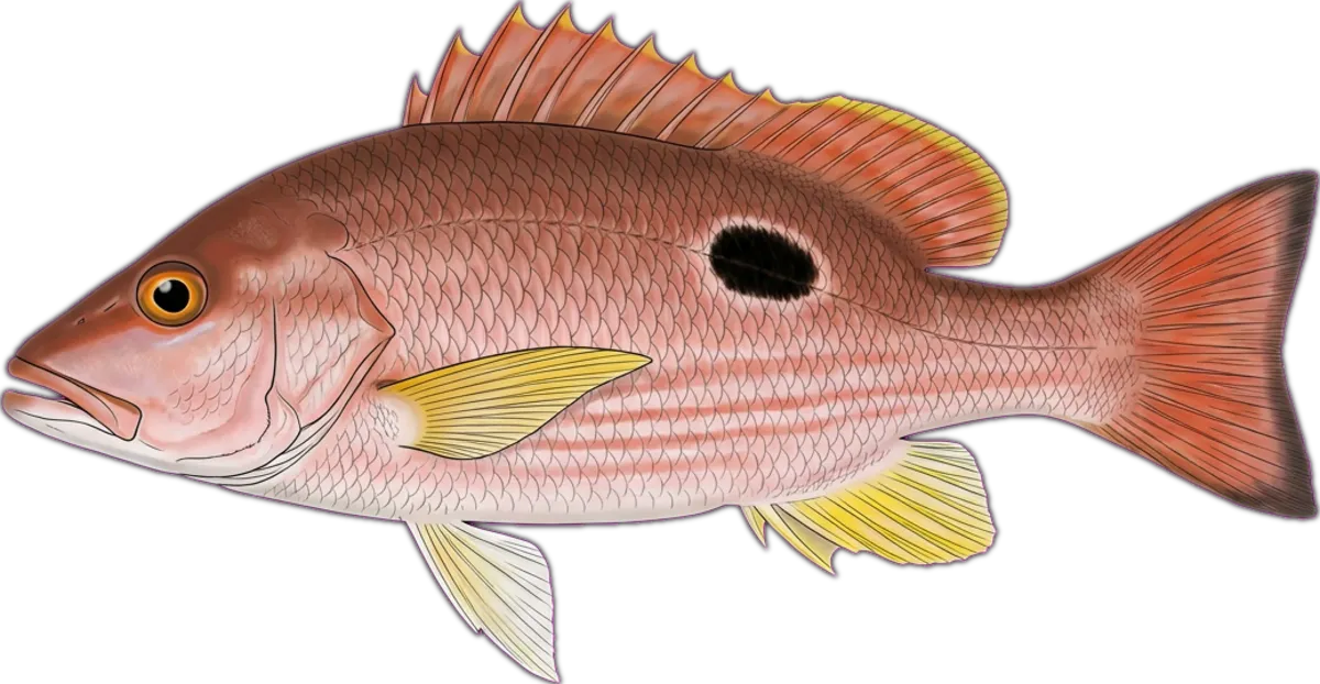 Moses Snapper illustration