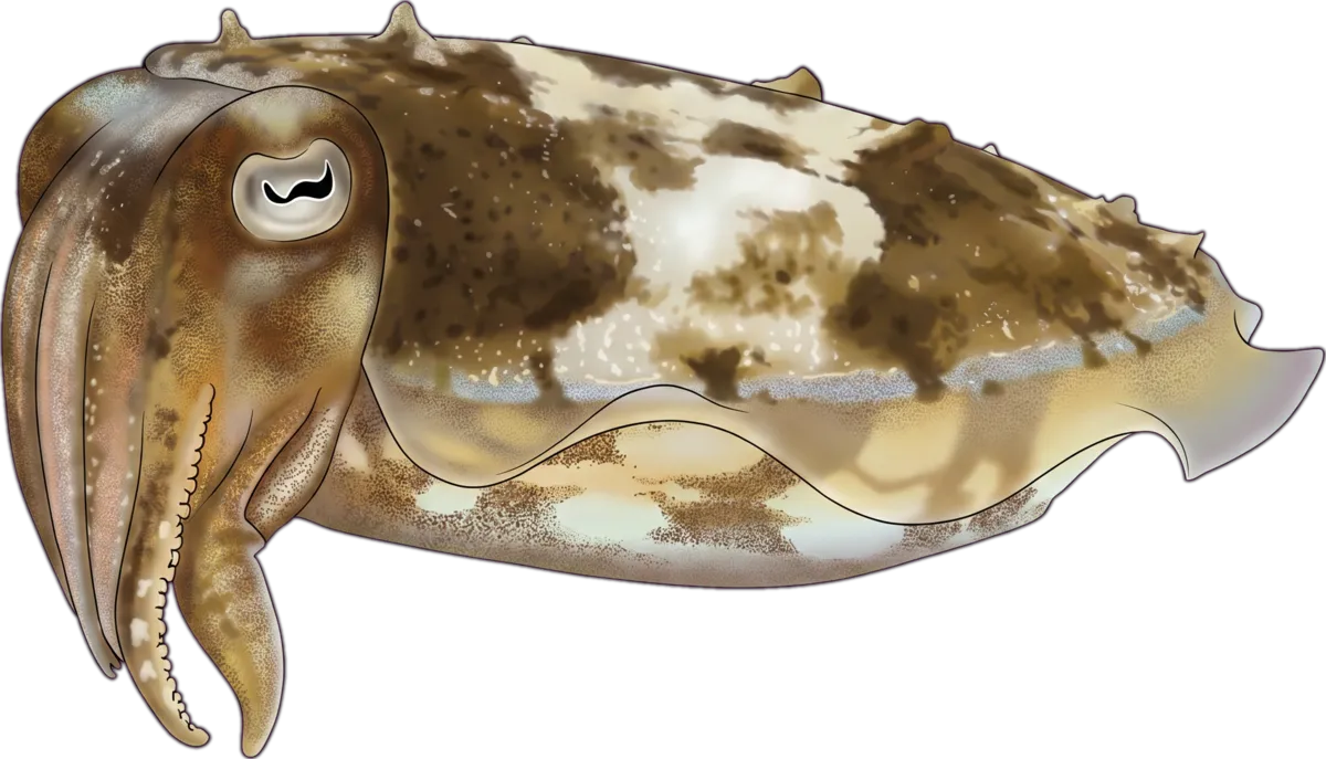 Mourning Cuttlefish illustration