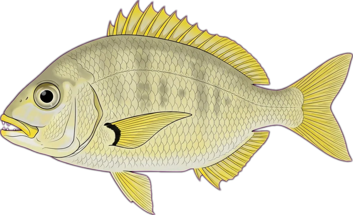 Mozambique Large-eye Bream illustration