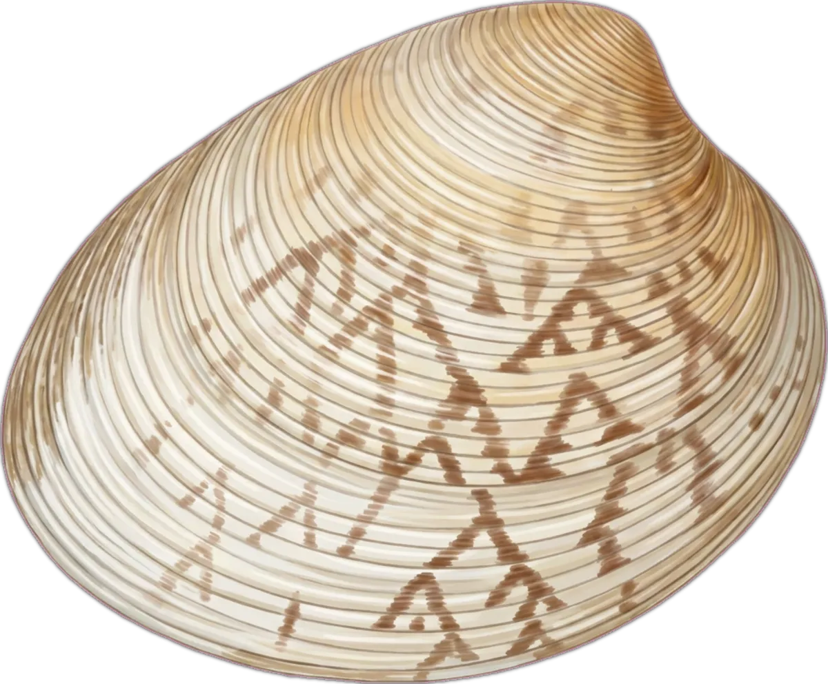 Mud Cockle illustration