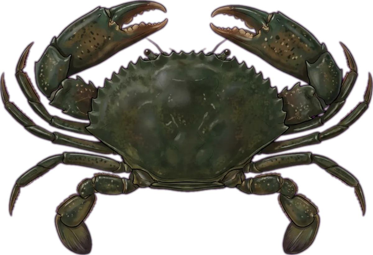 Giant Mud Crab illustration