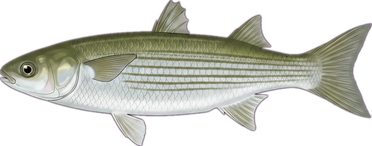 Sea Mullet illustration