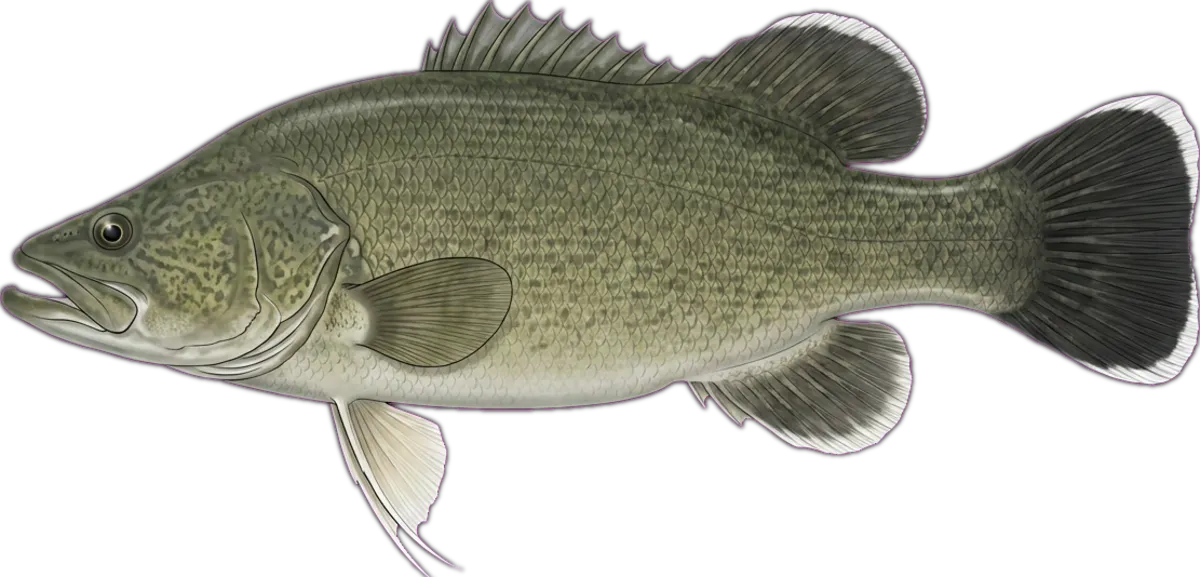 Murray Cod illustration