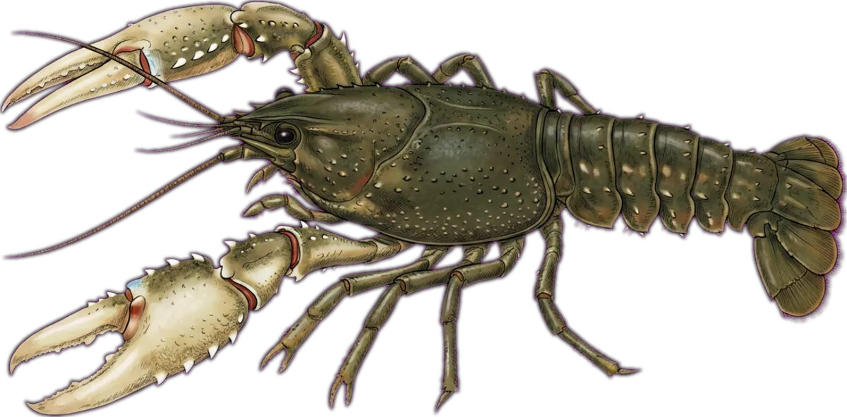 Murray Crayfish illustration