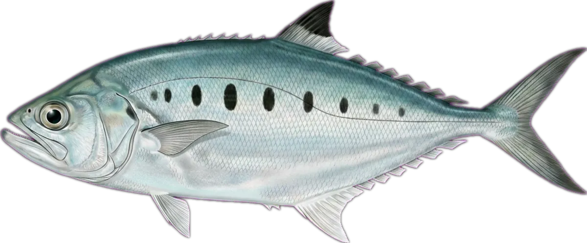 Needleskin Queenfish illustration