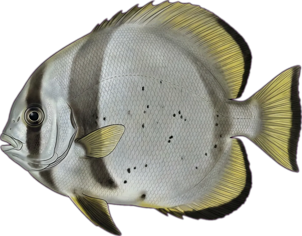 Round Batfish illustration