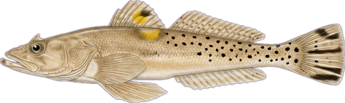Northern Sand Flathead illustration