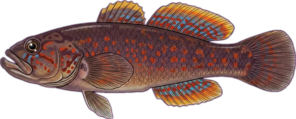 Northern Trout Gudgeon illustration