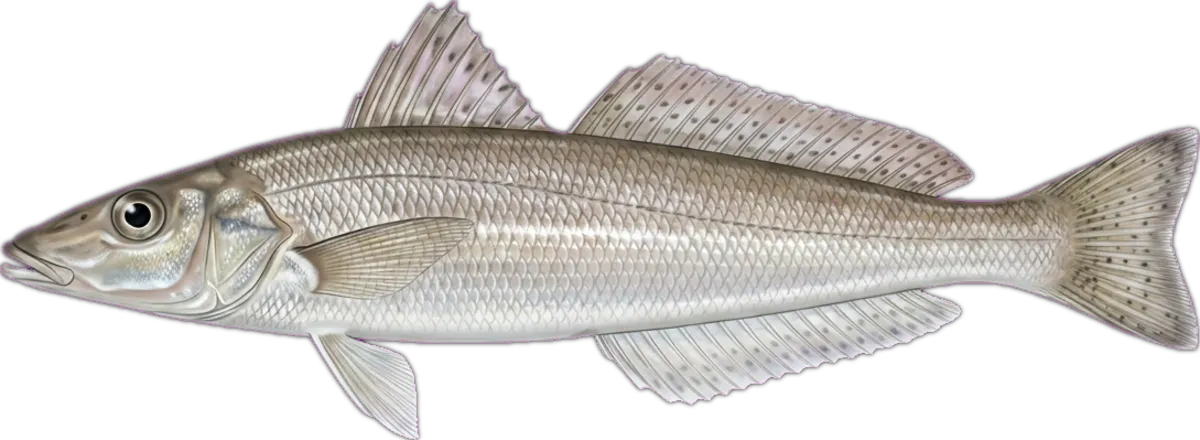 Northern Whiting illustration