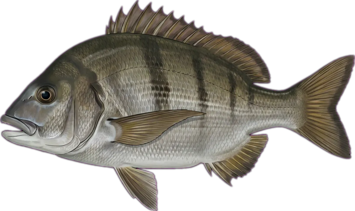Northwest Black Bream illustration