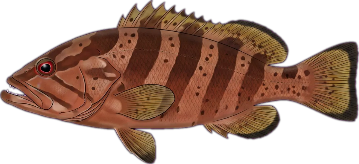 Oblique-banded Grouper illustration