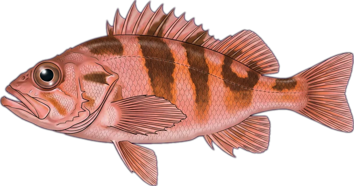 Ocean Perch illustration