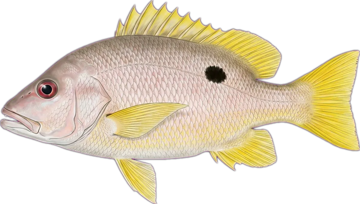 Onespot Snapper illustration
