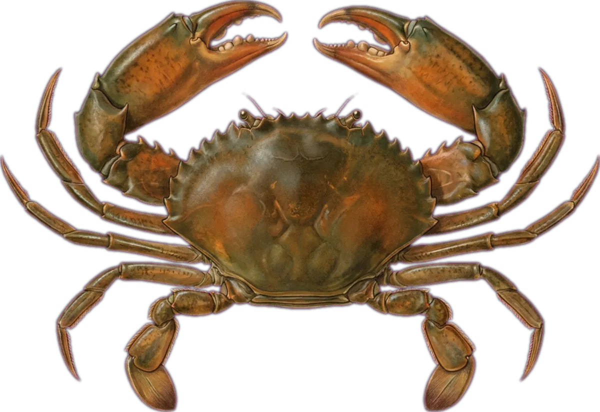Orange Mud Crab illustration