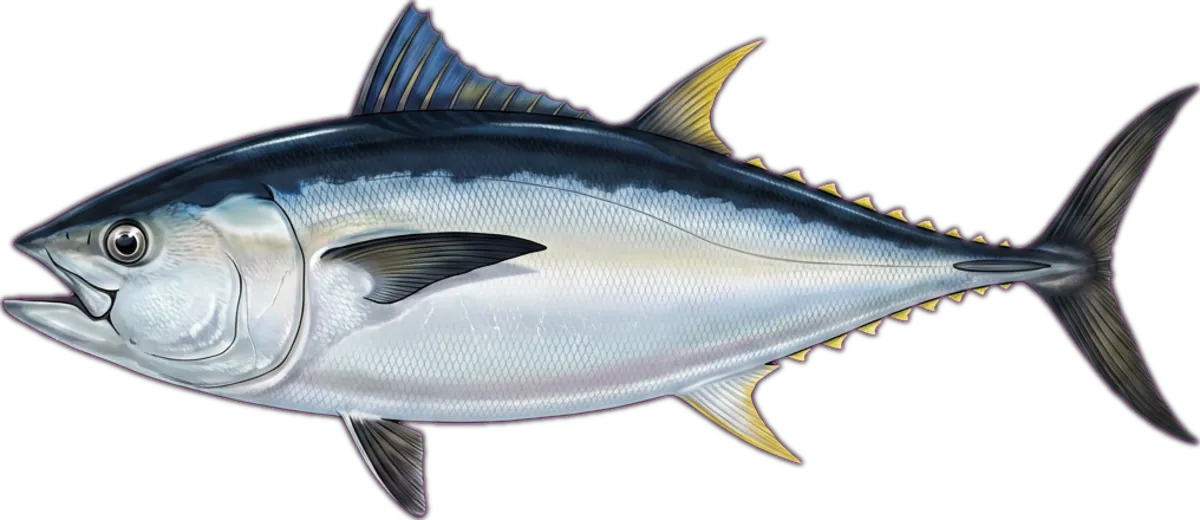 Pacific Bluefin Tuna illustration