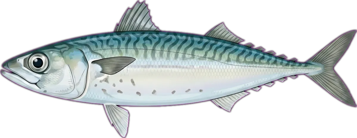 Pacific Chub Mackerel illustration