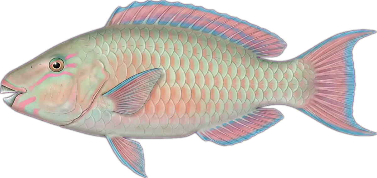 Pacific Longnose Parrotfish illustration