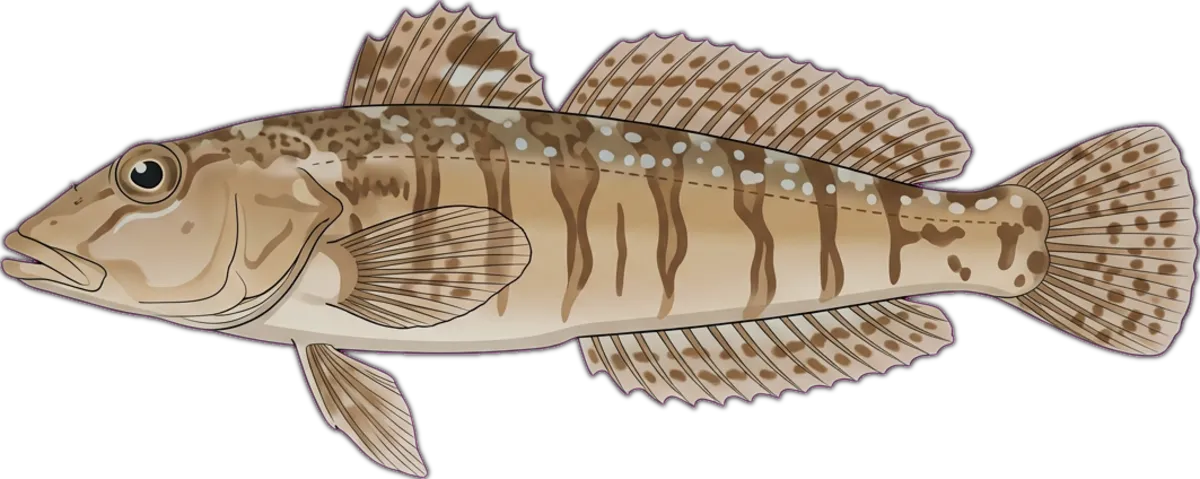Pacific Sandperch illustration