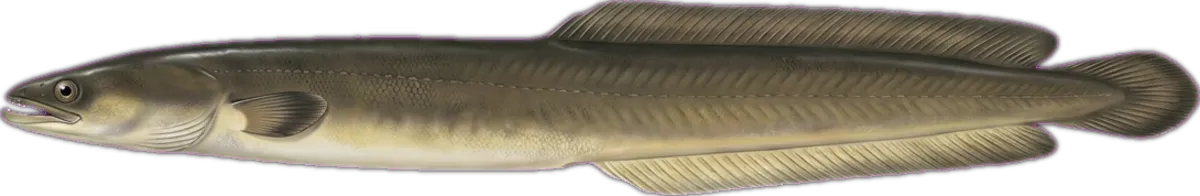 Pacific Short-finned Eel illustration