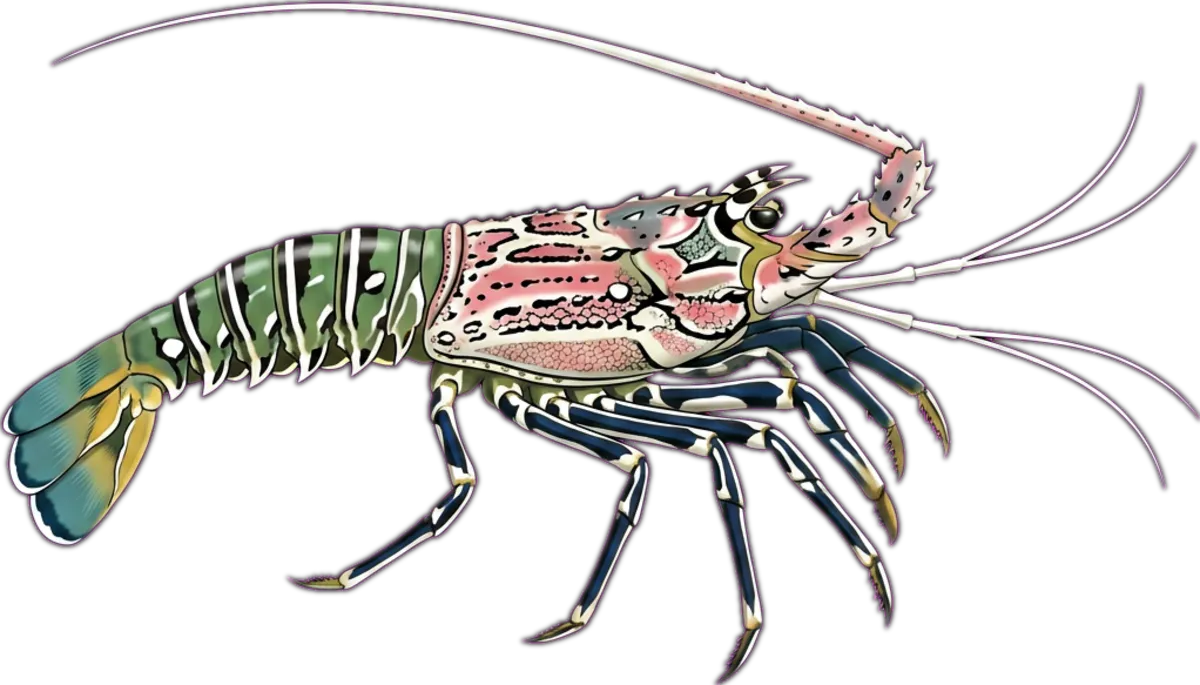 Painted Crayfish illustration