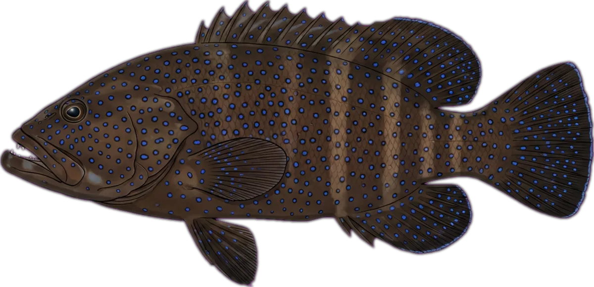 Peacock Hind illustration